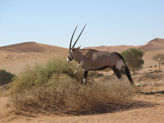 Namibia Abendessen