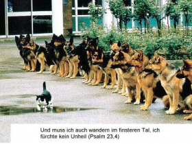 cat_dogs